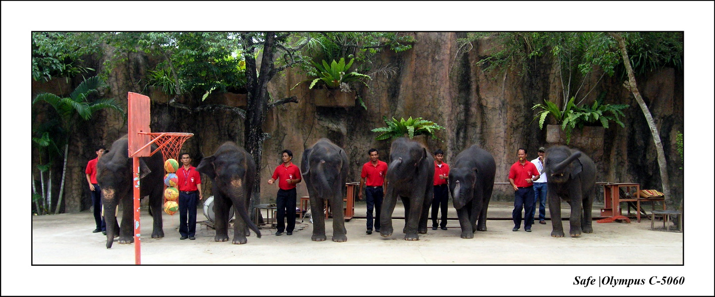 2004 - 08 - Tiger park 11.JPG